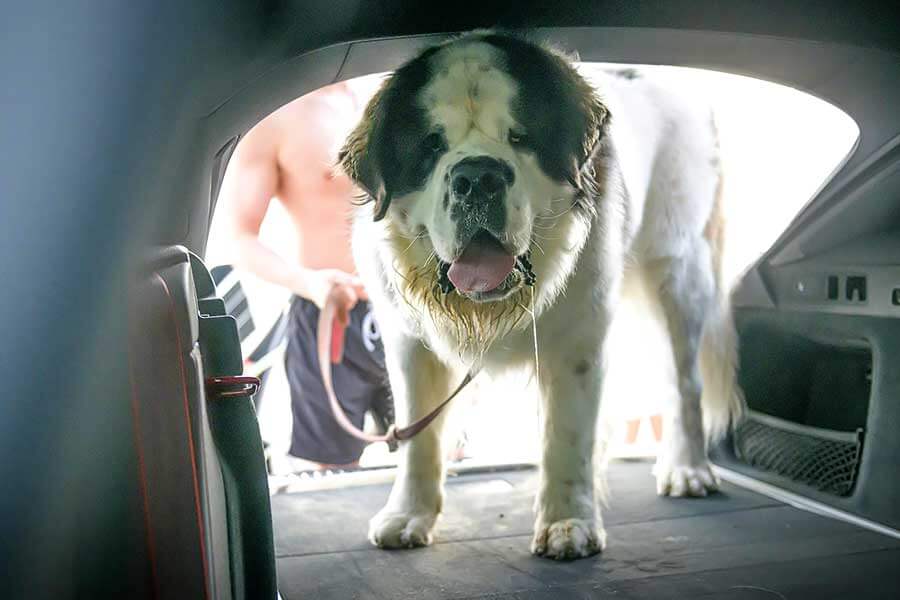 高性能、實用性和冬夏運動共冶一爐,Audi RS6 Avant就是有本事一天之內全部辦妥。