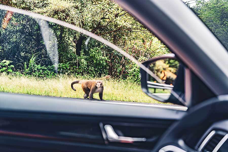 你可知眼前所見為Škoda開天闢地SUV始祖,自它開始爾後休旅子弟兵都無一倖免前k後顆這檔事。