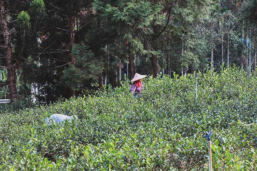 看到遠方日月潭邊的那棵大樹了嗎？左去右回，開始！