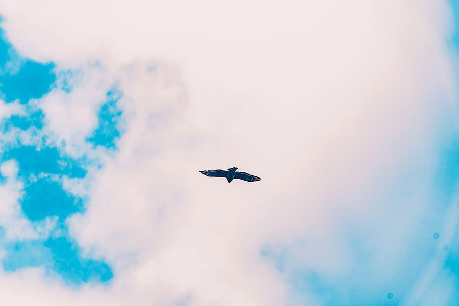 古有荒原路華，今有荒野奧客。