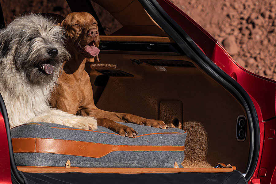 放假想到外地旅遊，可是又不能把心愛的狗狗留在家不管？各位毛爸毛媽儘管選擇以下任一款最佳狗狗友善汽車就對了！