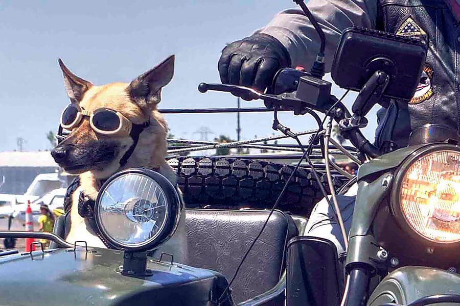 放假想到外地旅遊，可是又不能把心愛的狗狗留在家不管？各位毛爸毛媽儘管選擇以下任一款最佳狗狗友善汽車就對了！