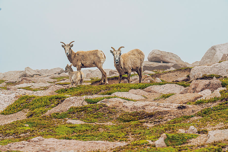 急需從德州趕往科羅拉多嗎?那麼上馬吧,新型Bronco正是為此而生。
